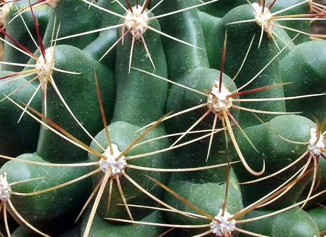 Ferocactus _hamatacanthus ssp.hamatacanthus (yellow spined form) 09